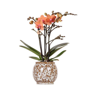 Orchidea di corallo e il suo vaso