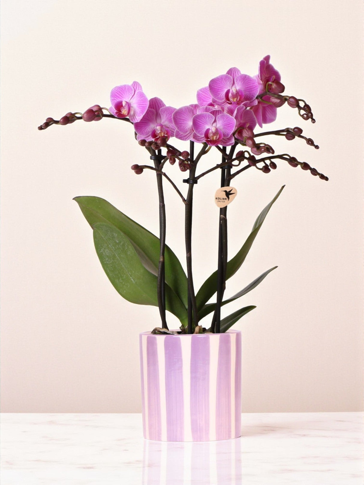 Livraison plante Orchidée phalaenopsis violette 'Vienna' + pot rayé lilas
