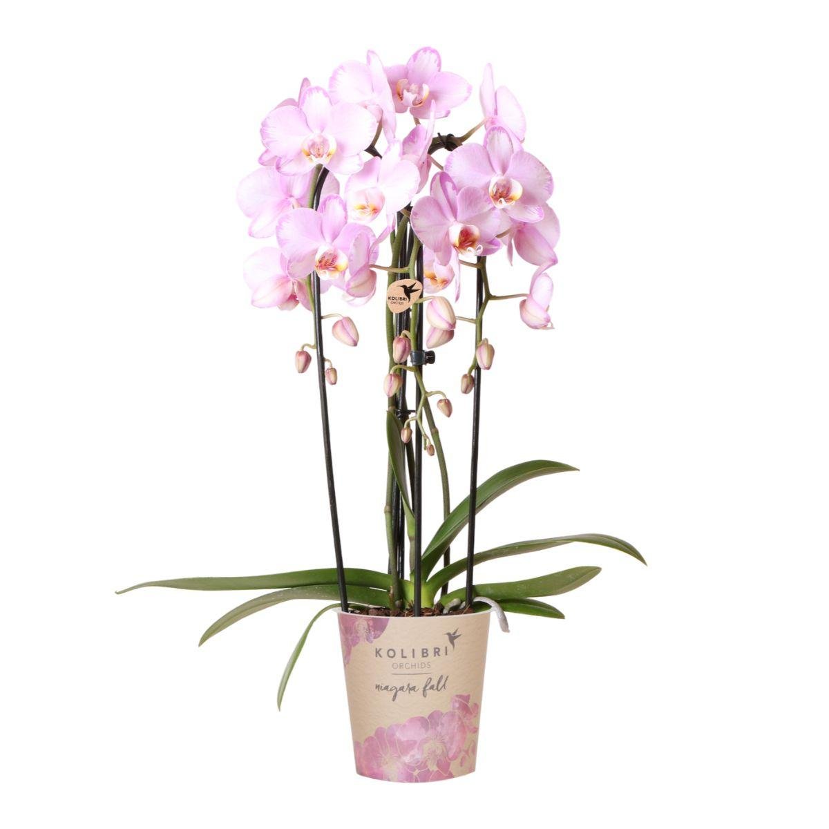 Livraison plante Orchidée rose Niagara Fall - Phalaenopsis en pot - Plante d'intérieur
