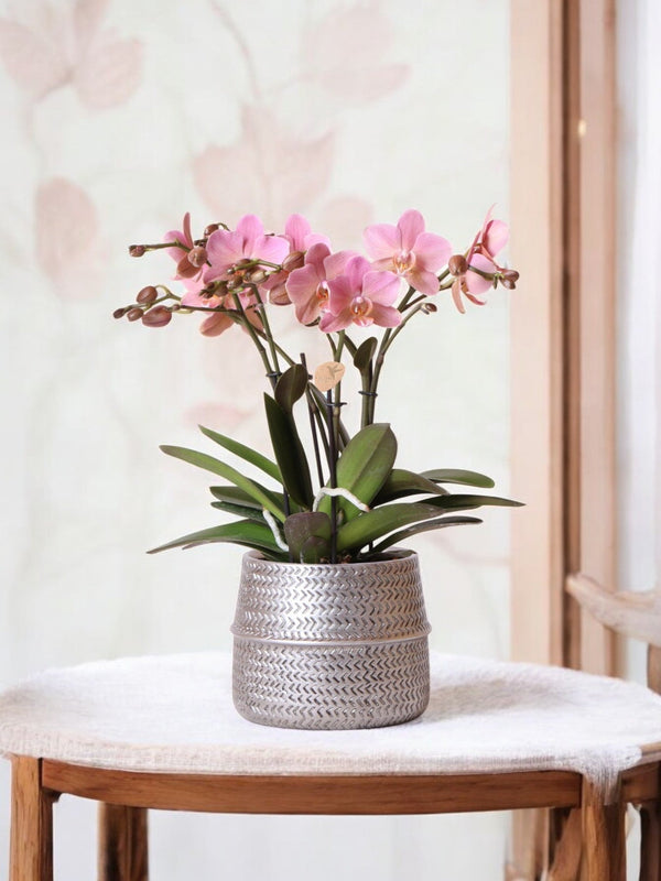 Livraison plante Orchidée rose Trévise et son pot