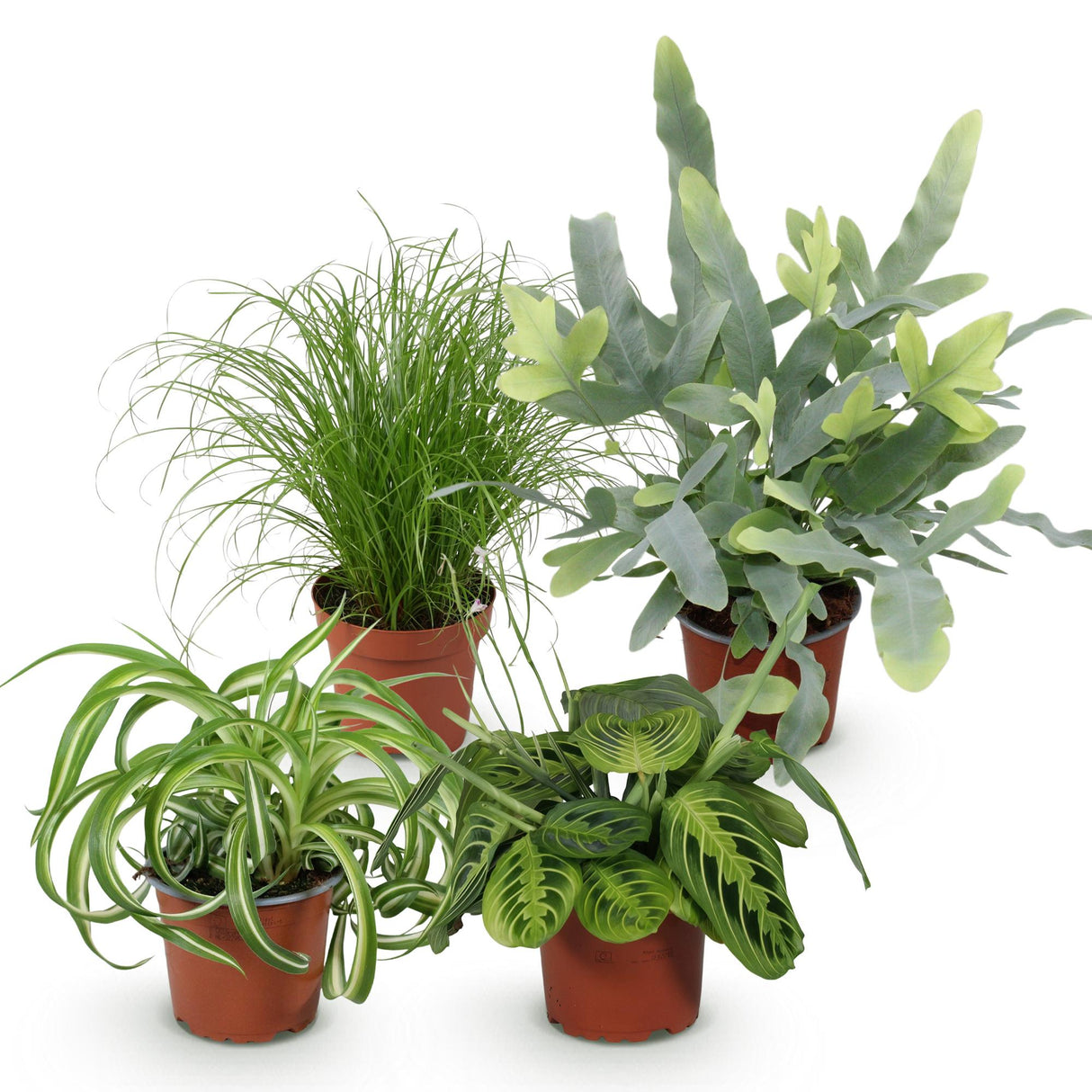 Livraison plante Pack 4 plantes dépolluantes