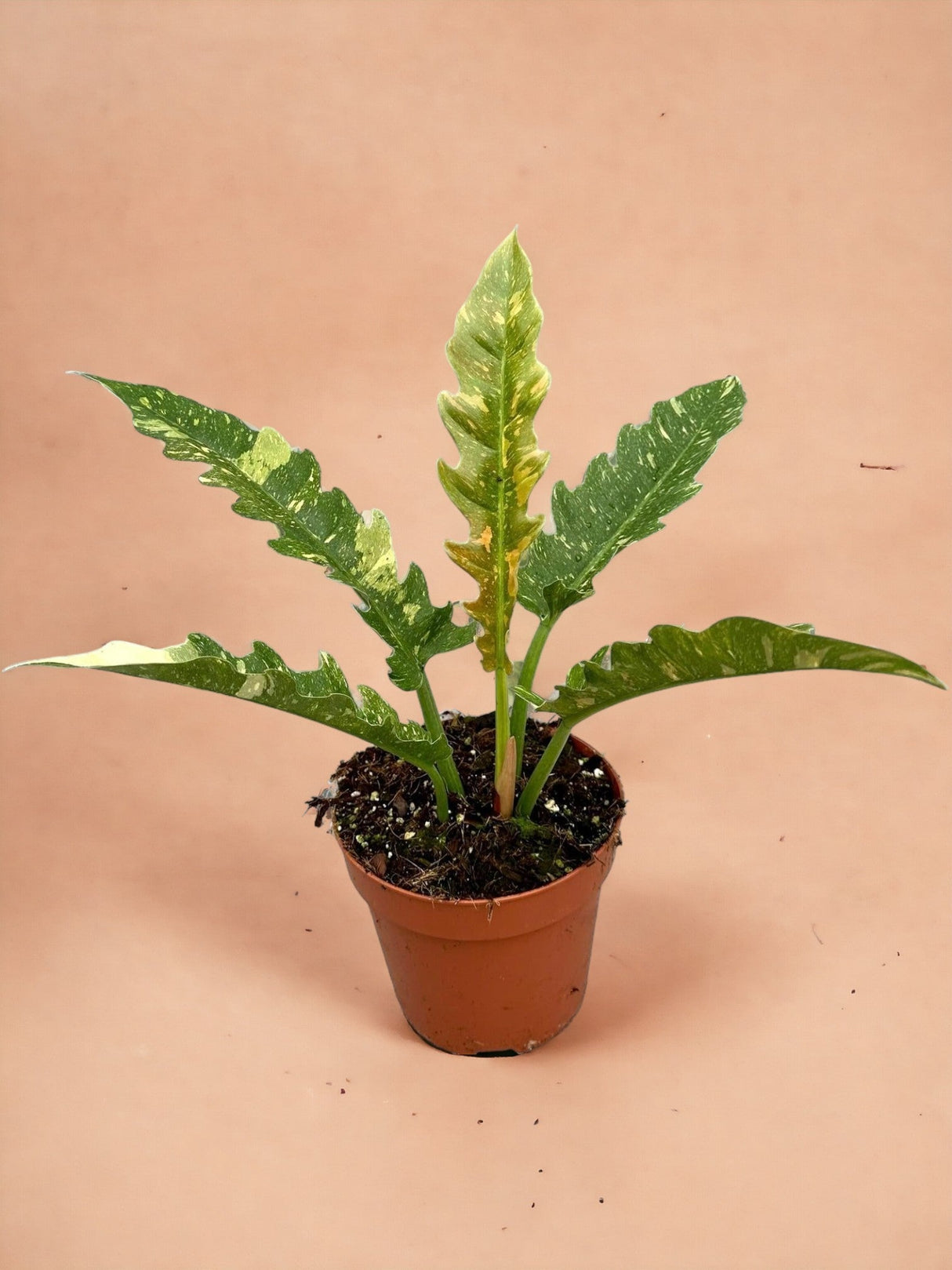 Livraison plante Philodendron Ring Of Fire