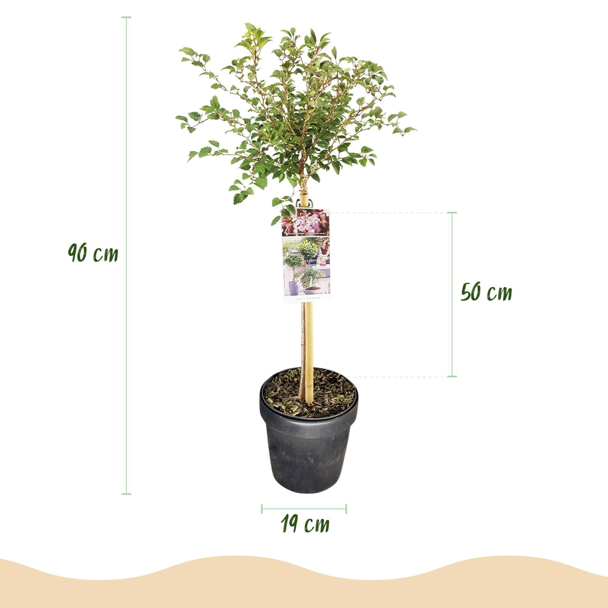 Livraison plante Prunus incisa Koujou - no - mai – Pot 19 cm – Hauteur 90 cm