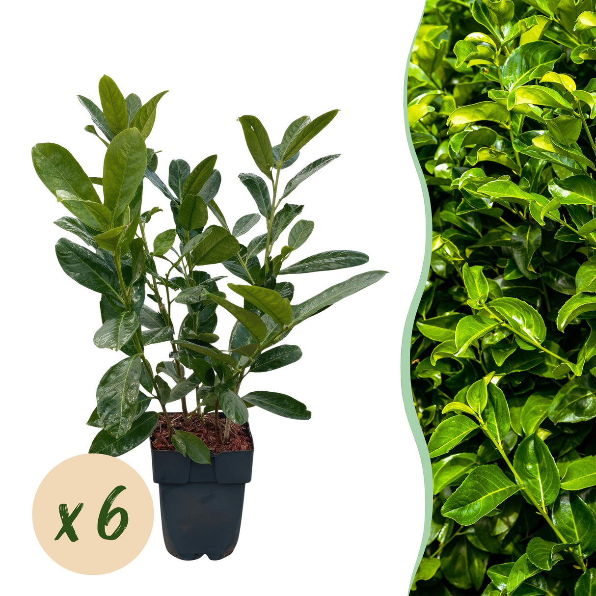 Livraison plante Prunus laurocerasus Rotundifolia – Lot de 6 – Hauteur 50 cm
