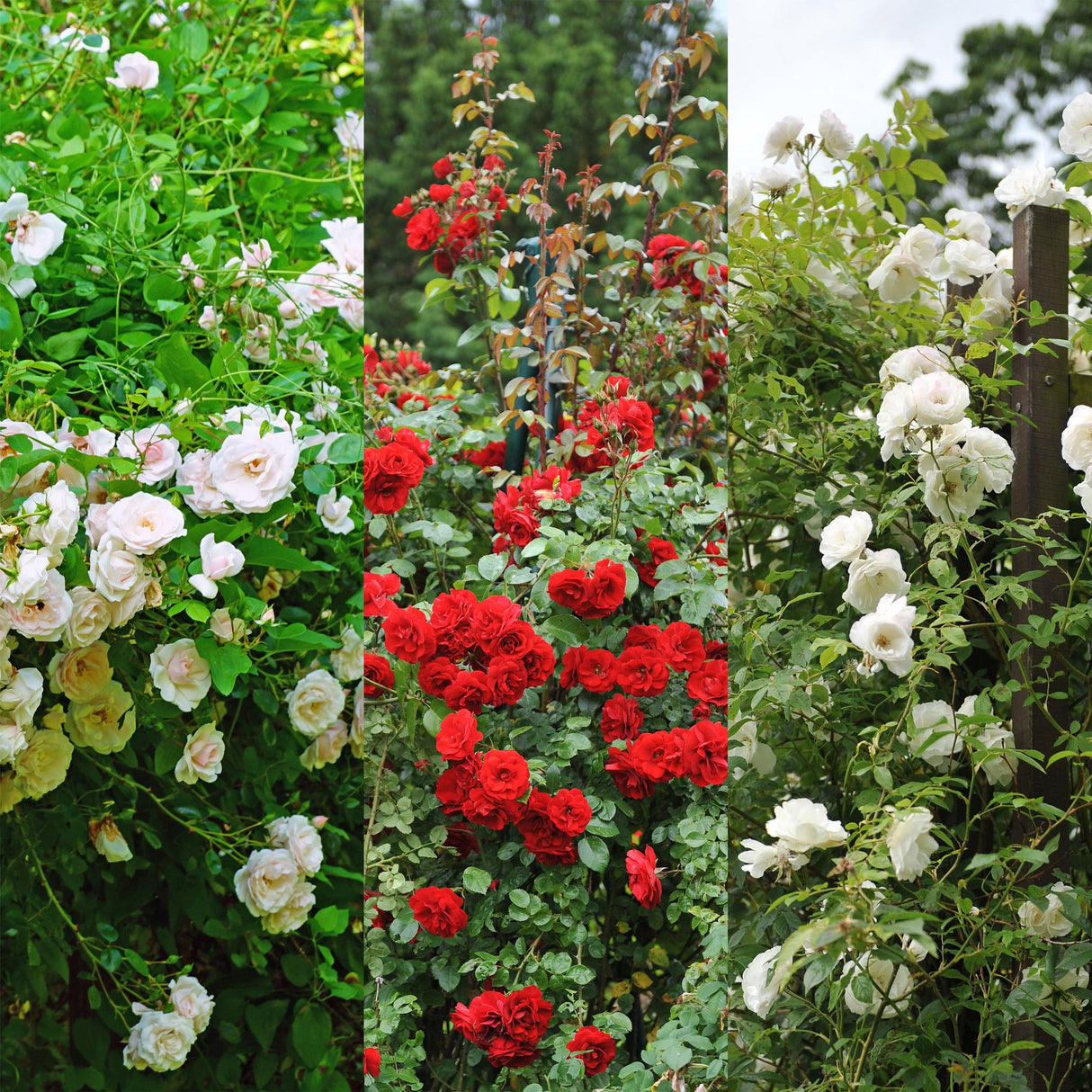 Livraison plante Rosier Rosa Tricolour – Lot de 3 – Pot 11 cm – Hauteur 40 cm