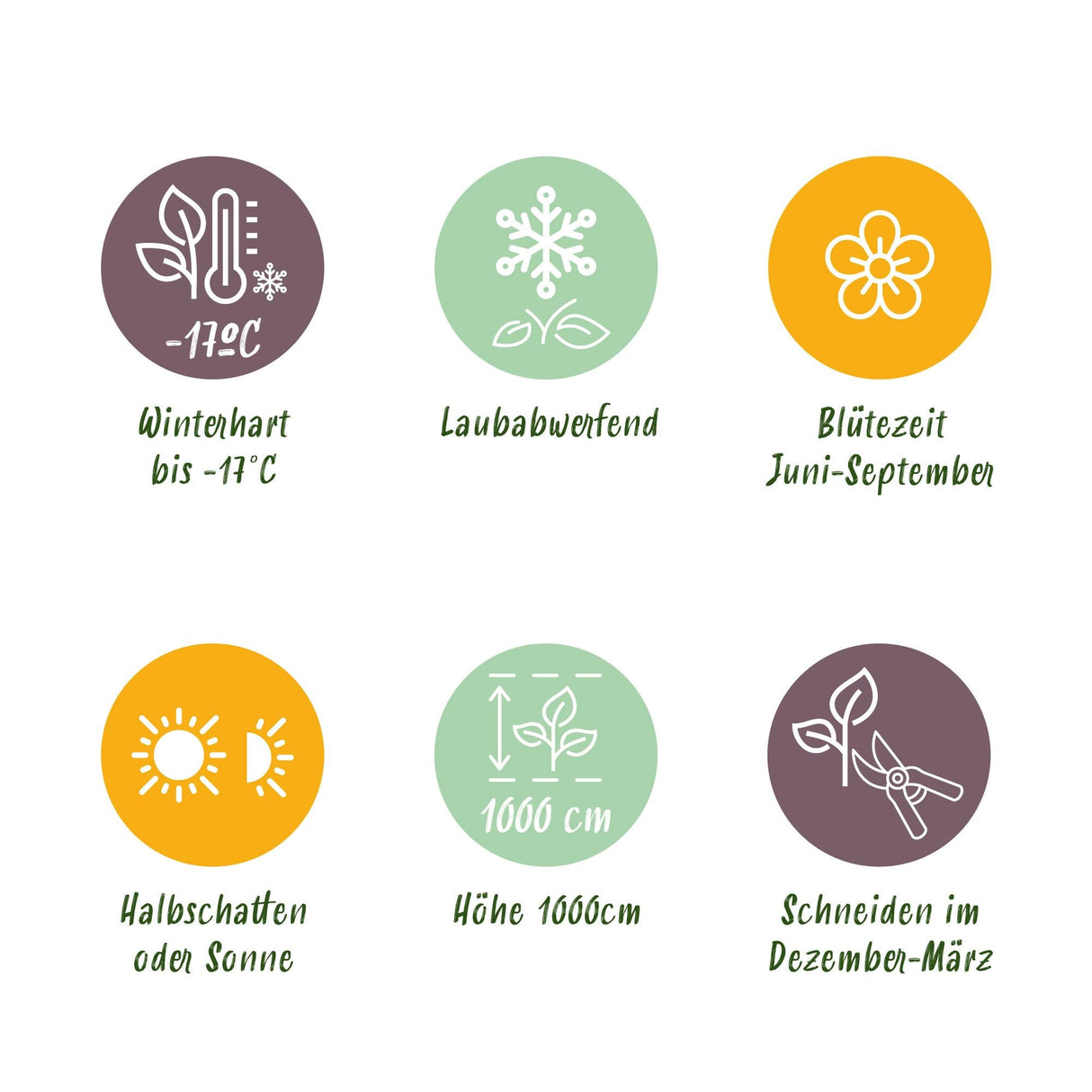 Livraison plante Rosier Salmon Queen – Lot de 2 – Pot 11 cm – Hauteur 40 cm