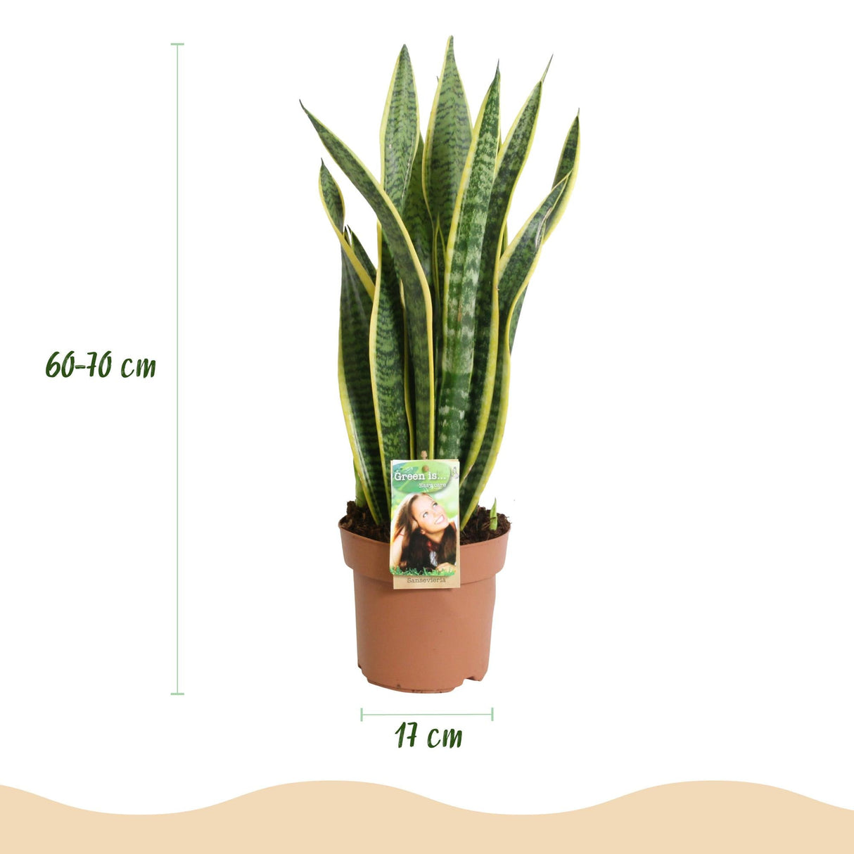 Livraison plante Sanseveria Laurentii – Lot de 2 – Pot 17cm – Hauteur 60 - 70cm