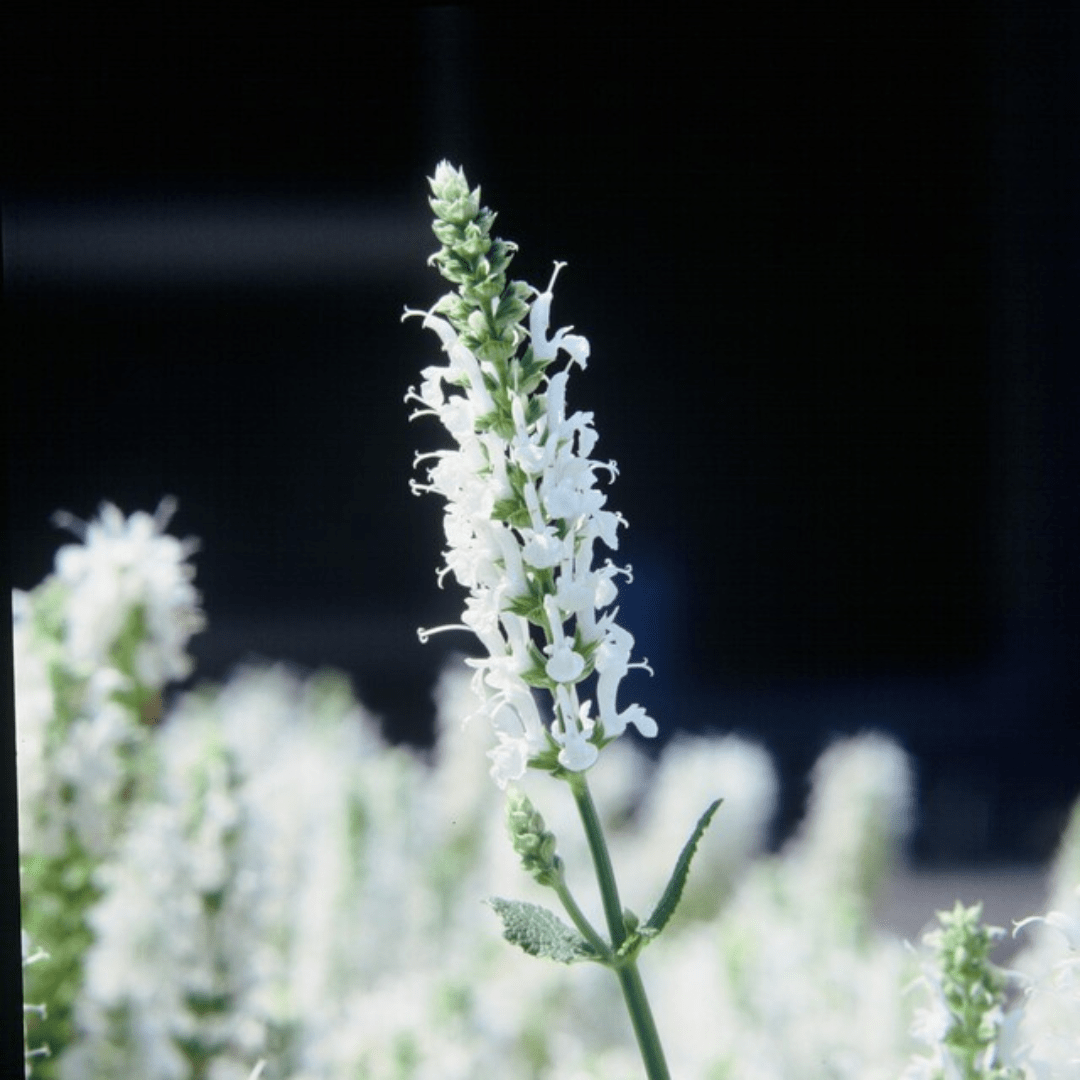 Livraison plante Sauge des bois