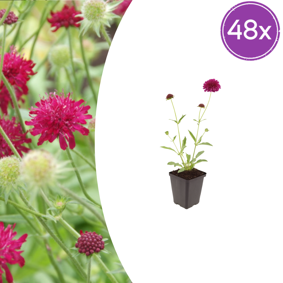 Livraison plante Scabieuse de macédoine