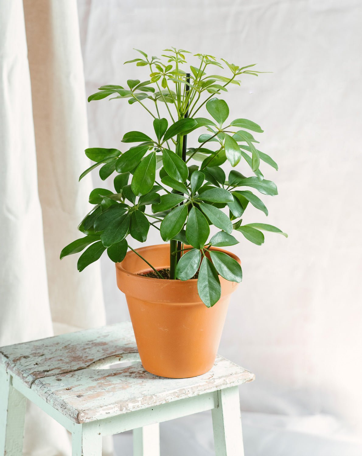 Livraison plante Schefflera