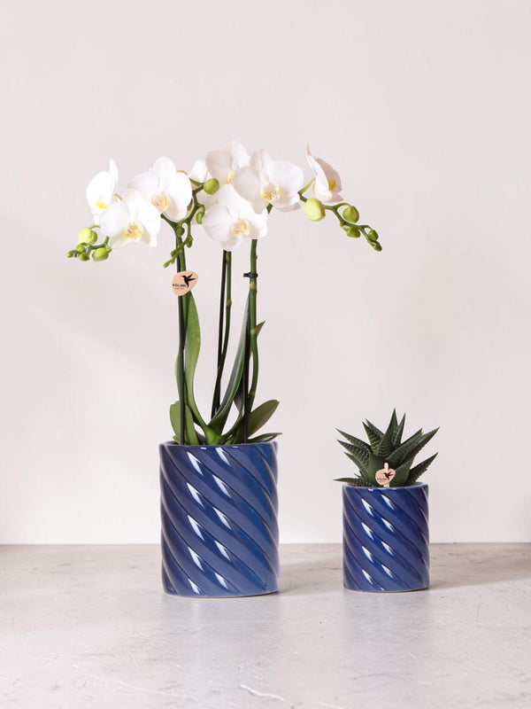 Set orchidea Phalaenopsis bianca e Haworthia in vasetti di caramelle