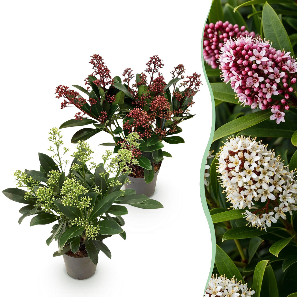Livraison plante Skimmia japonica Duo – Lot de 2 – Pot 10,5 cm