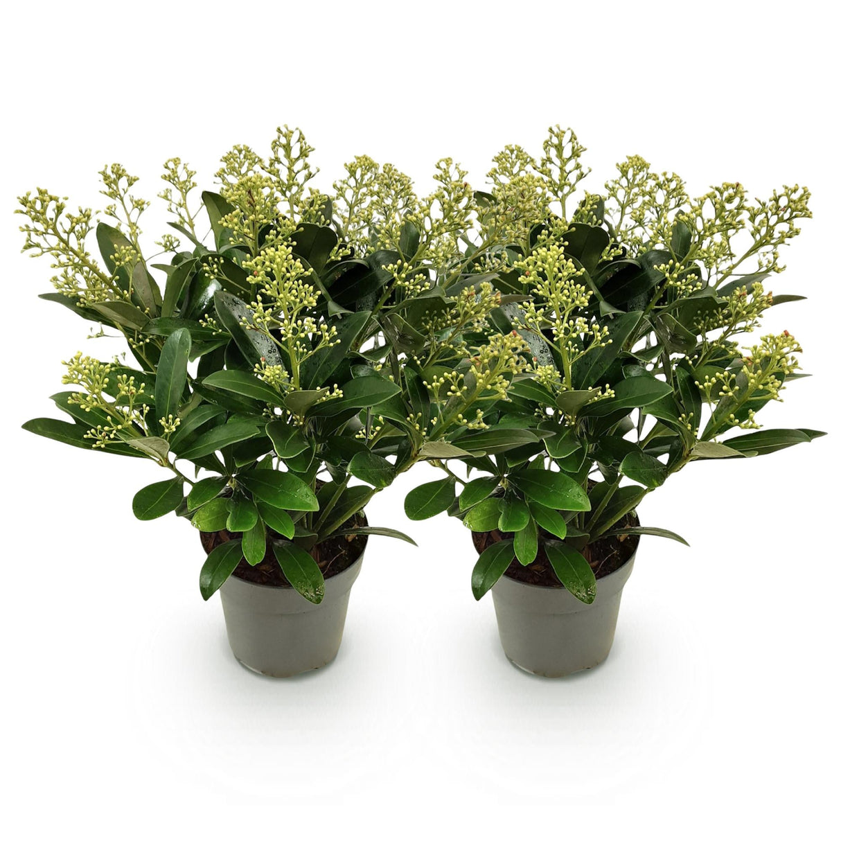 Livraison plante Skimmia japonica Finchy – Lot de 2 – Pot 15 cm