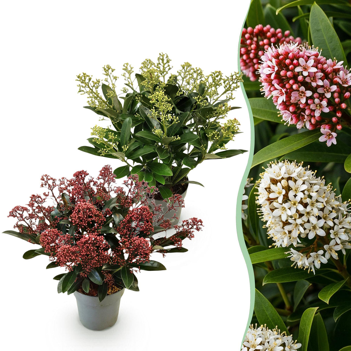 Livraison plante Skimmia japonica Rubella & Finchy – Lot de 2 – Pot 15 cm