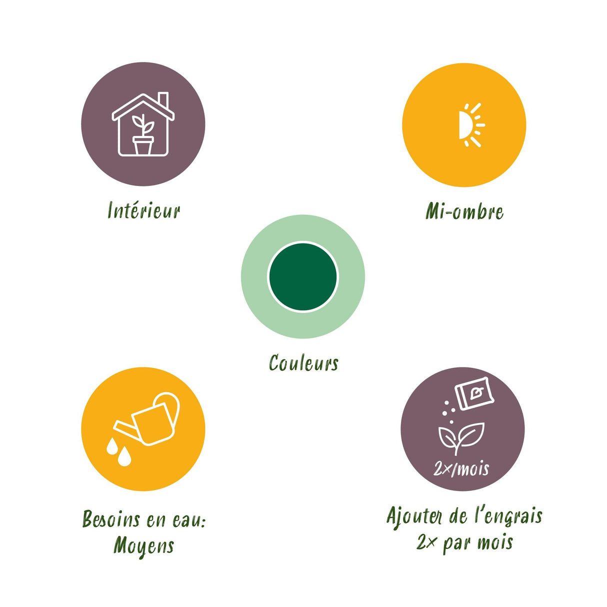 Livraison plante Strelitzia nicolai et panier H115cm