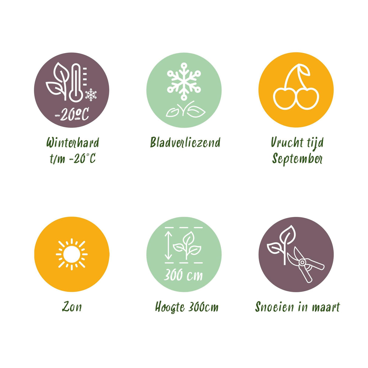 Livraison plante Vigne Himrod – Lot de 2 – Pot 15 cm – Hauteur 50 cm