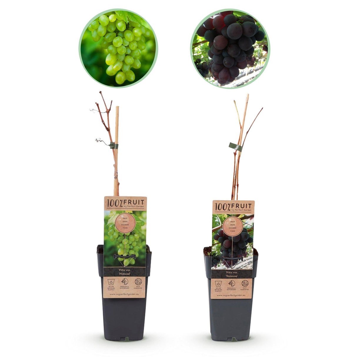 Livraison plante Vigne Vanessa & Himrod – Lot de 2 – Pot 15cm – Hauteur 50cm