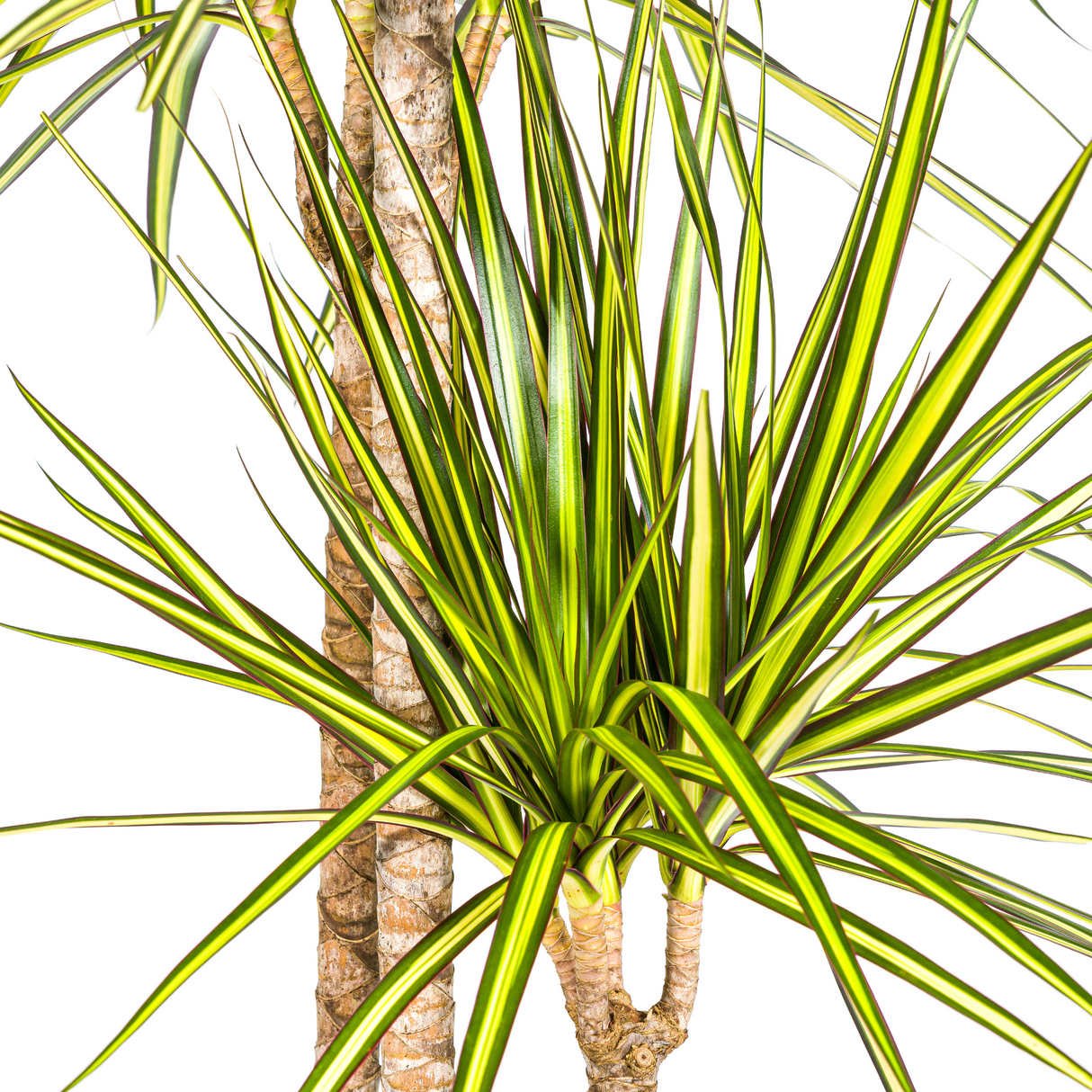 Dracaena Marginata Sunray avec cache-pot