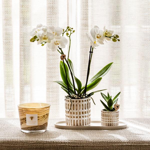 Azienda Kolibri | Plantenset Le Chic piccolo | Witte Phalaenopsis Orchid Amabilis in succulente incl. ceramica sierpotten su crema organica dienblad