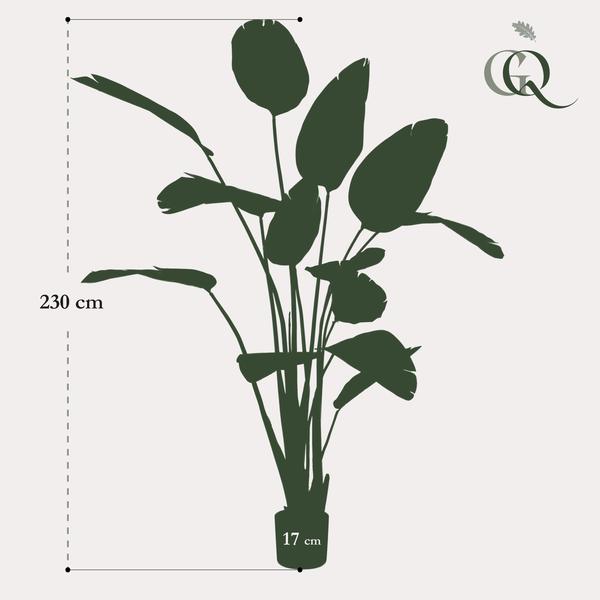 Pianta d'arte - Strelitzia Nicolai - Paradijsvogelbloem - 230cm