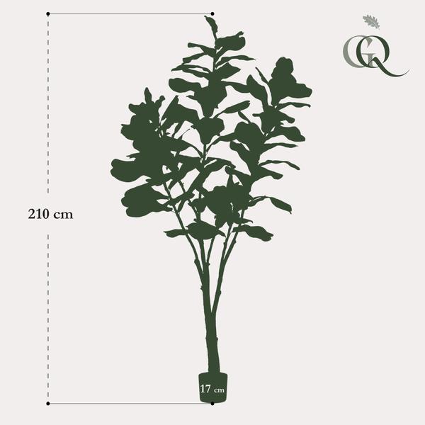 Pianta d'arte - Ficus Lyrata - Tabaksplant - 210 cm