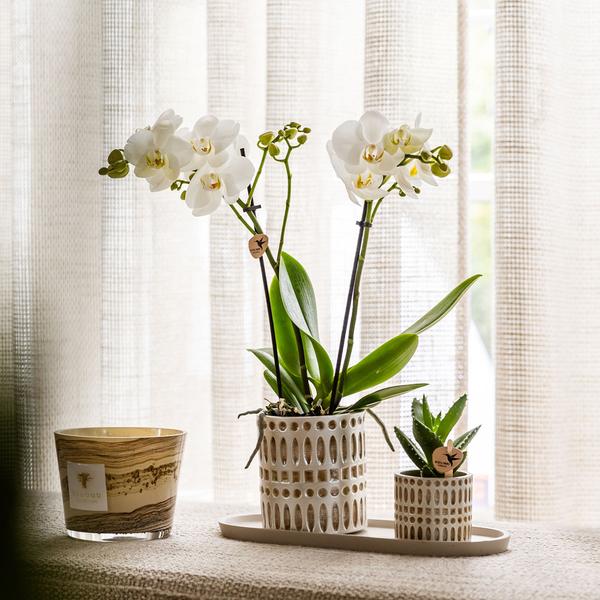 Azienda Kolibri | Plantenset Le Chic piccolo | Witte Phalaenopsis Orchid Amabilis in succulente incl. ceramica sierpotten su crema organica dienblad