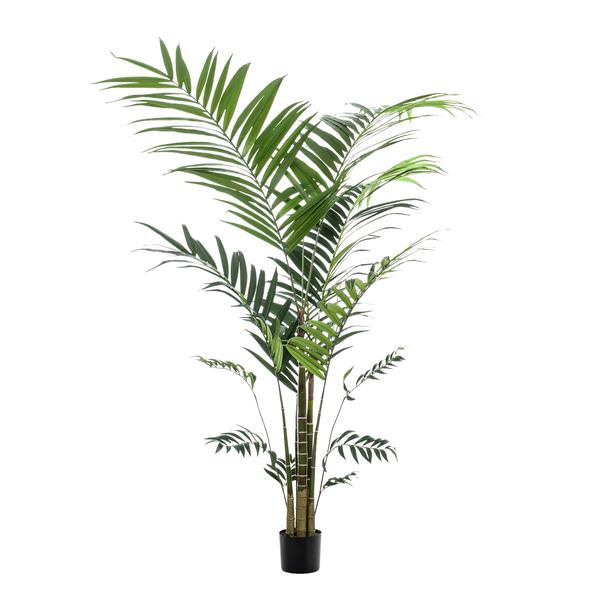 Pianta d'arte - Kentia -Kentiapalm - 210cm