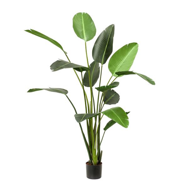 Pianta d'arte - Strelitzia Nicolai - Paradijsvogelbloem - 230cm