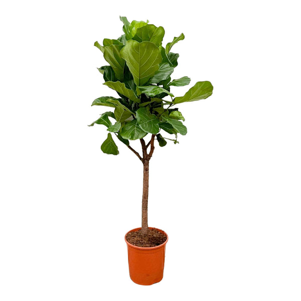 Pianta Ficus Lyrata - 180cm - ⌀30