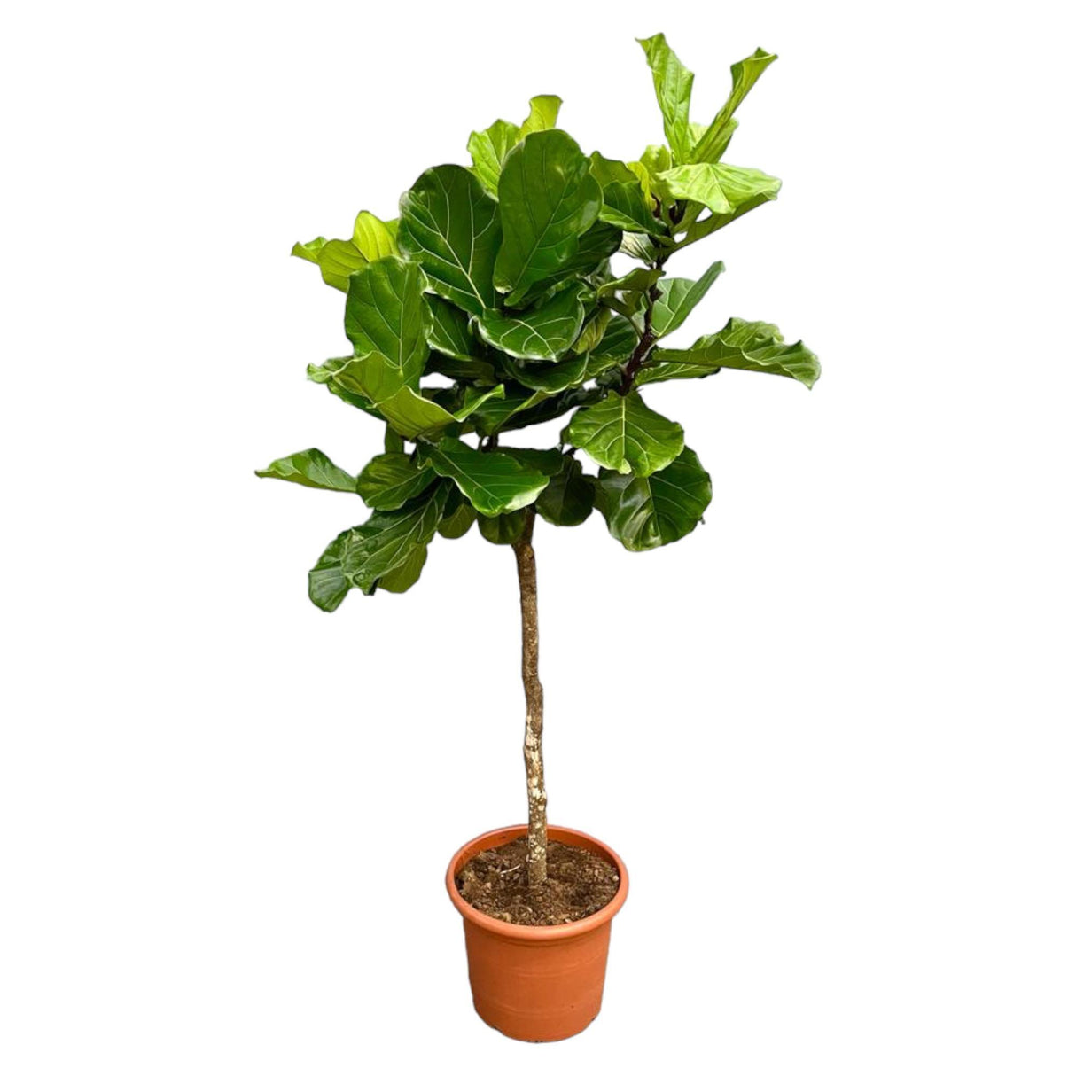 Ficus Lyrata Boom XXL - 210 cm - ø40