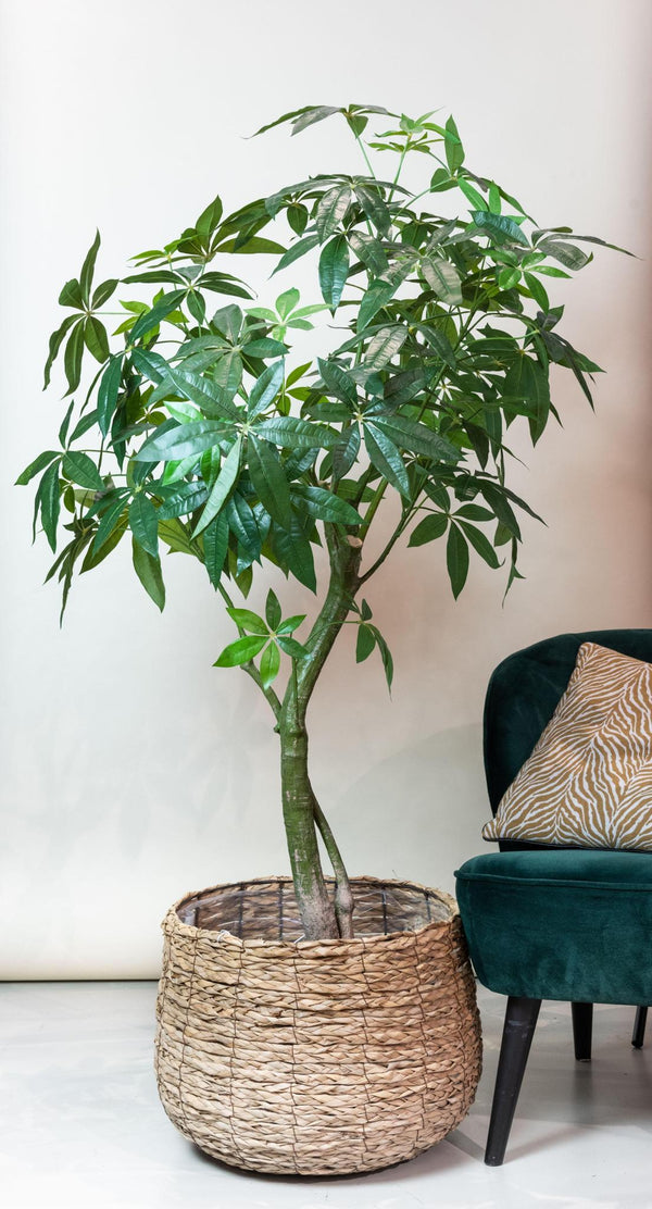 Pianta d'arte - Pachira Aquatica - Geldboom - 180 cm