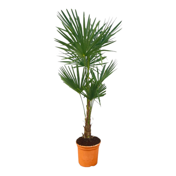 Trachycarpus Fortunei - 160 cm - Ø27 cm