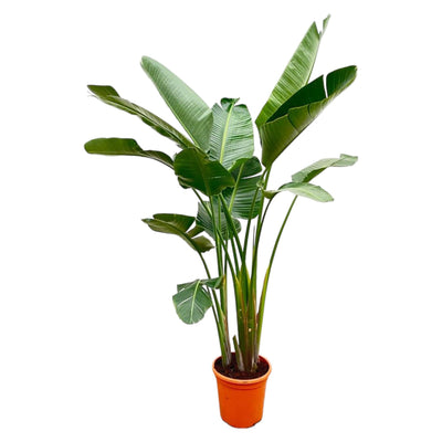 Strelitzia Augusta di lusso XXL - 250cm - ø38