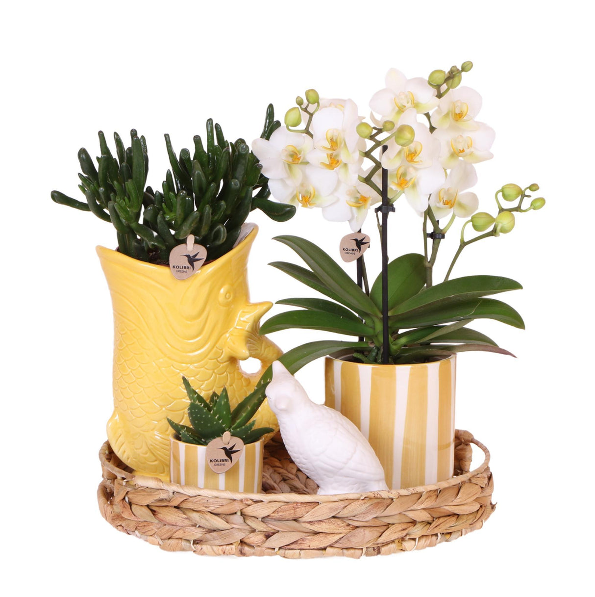 Azienda Kolibri | Set regalo Tramonto Mediterraneo | Set di piante con Phalaenopsis Orchidee Lausanne e piante grasse incl. ceramica in ceramica
