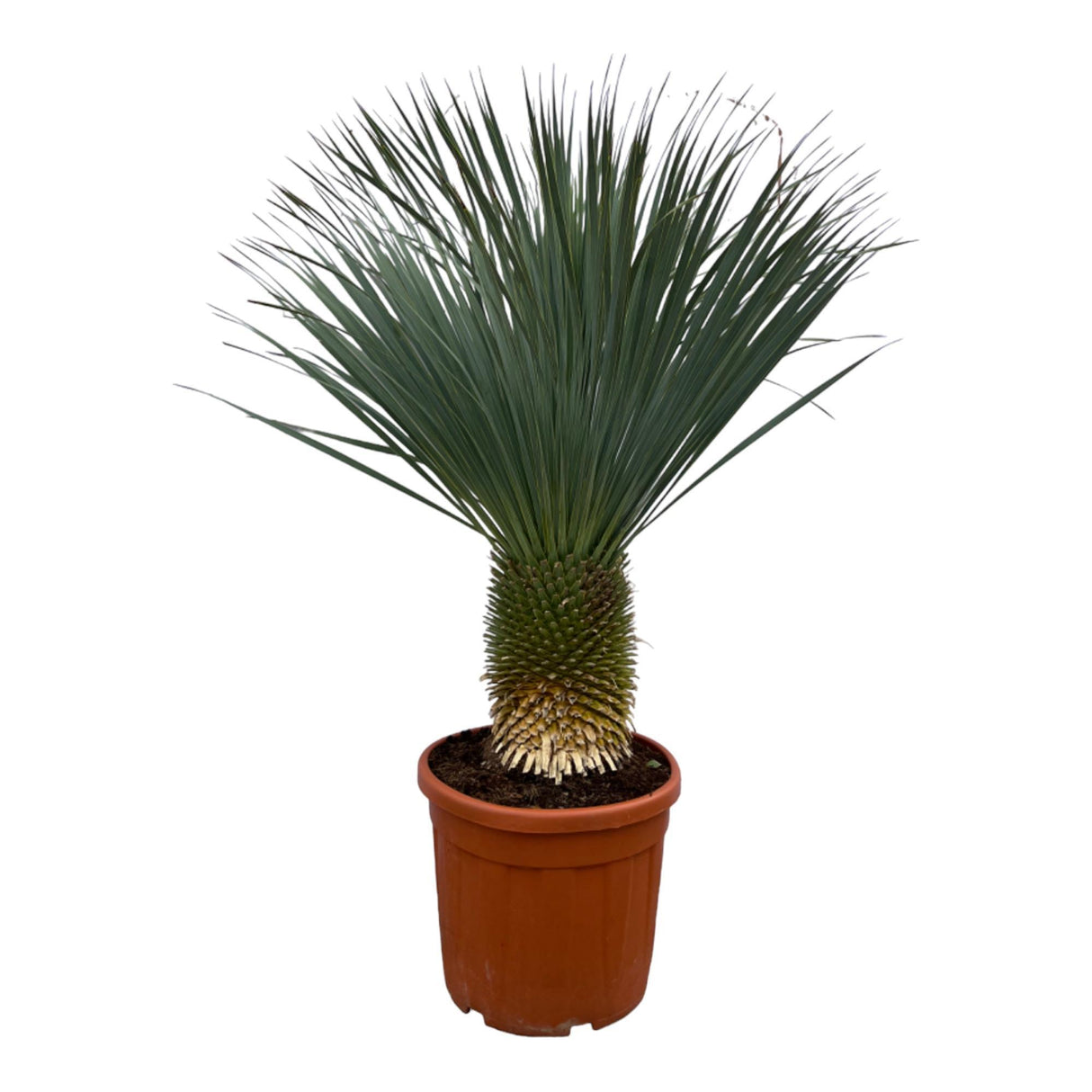 Yucca Rostrata - 160 cm - Ø50 cm
