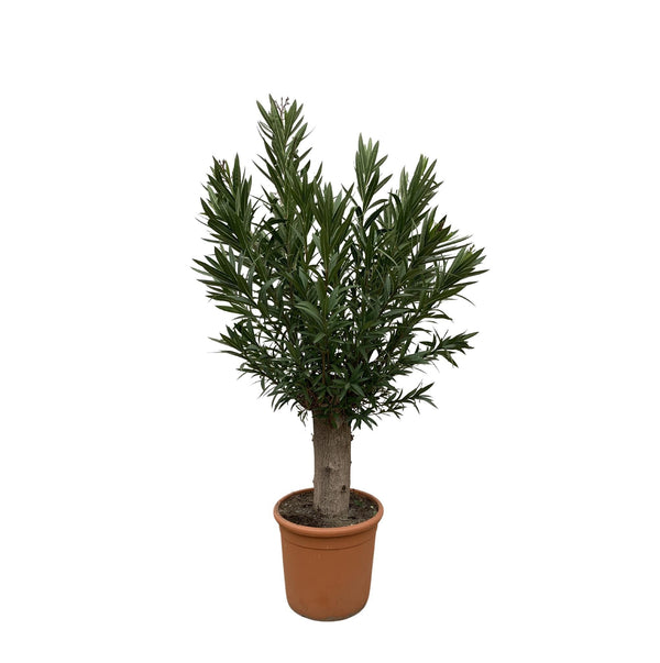 Bonsai di Nerium Oleander - 190 cm - ø45