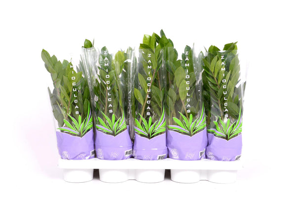 Zamioculcas 35 - Ø12cm - ↕30 cm