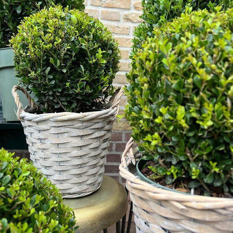 5 bonnes raisons d’avoir un Ilex dans son jardin - La Green Touch