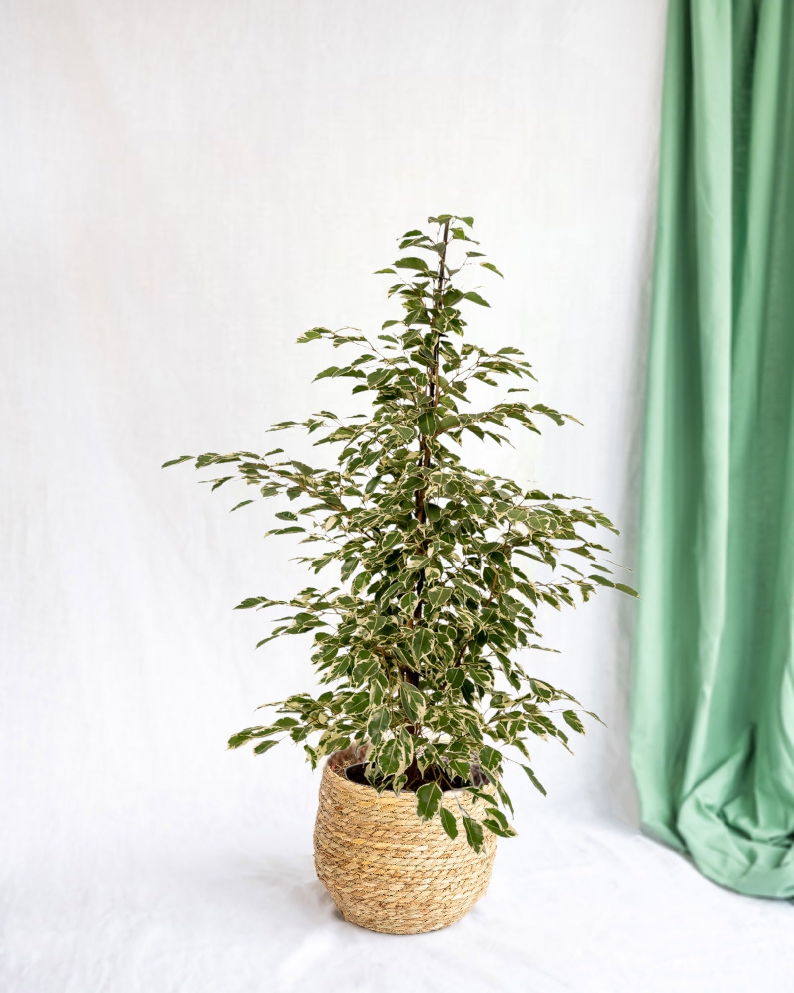 Entretien - Ficus Benjamina Twilight: Guide pratique