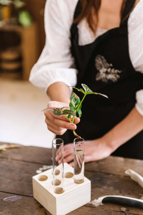 Bouturer en eau les plantes d’intérieur et d’extérieur - La Green Touch