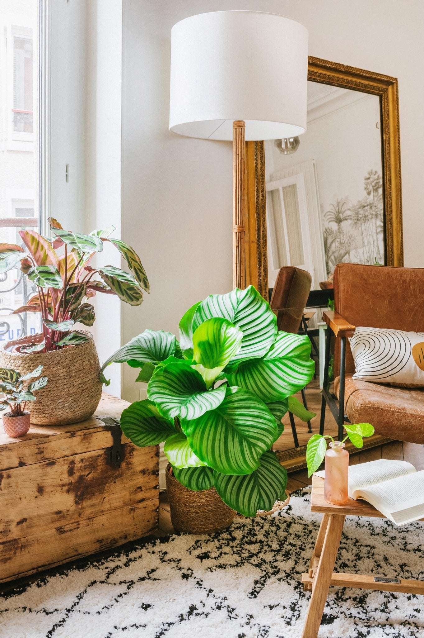 Comment aménager son espace avec des plantes d’intérieur ? - La Green Touch