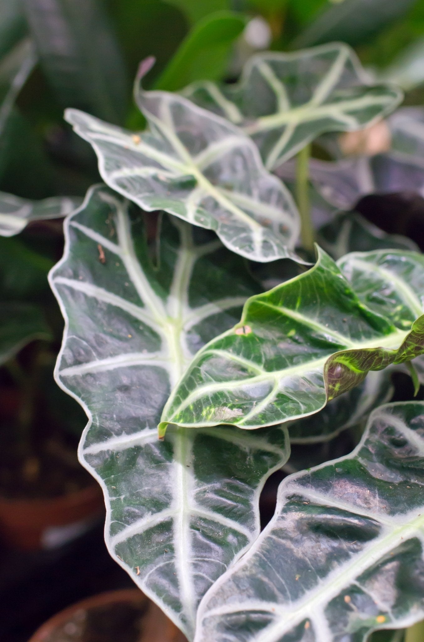 Entretien Alocasia polly - Oreille d'éléphant - La Green Touch