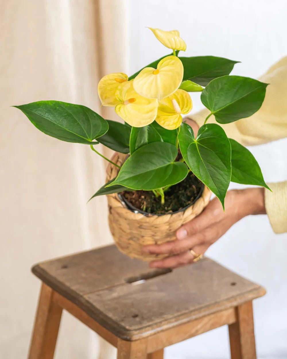 Entretien Anthurium - La Green Touch