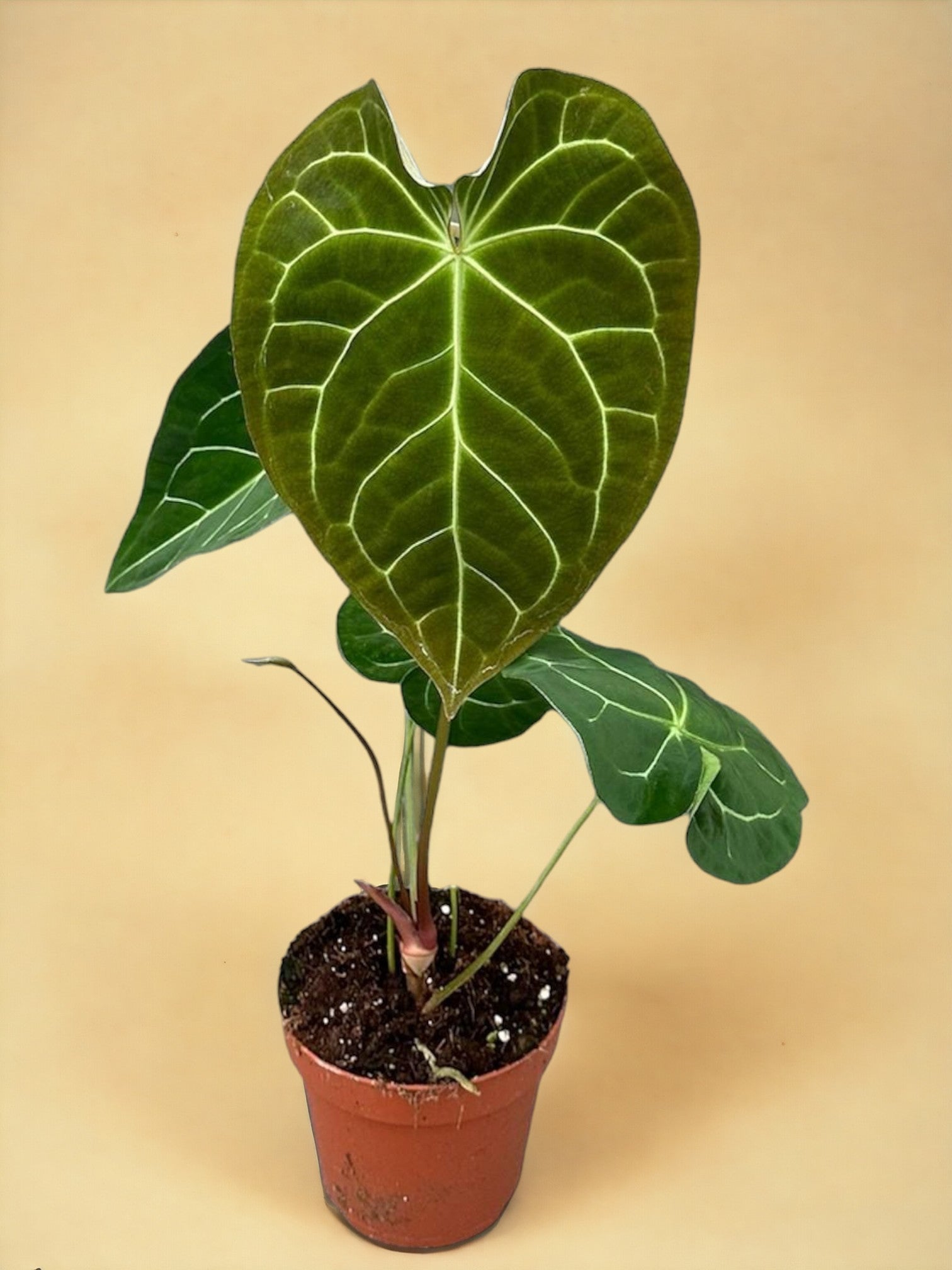 Entretien - Anthurium Magnificum: Guide pratique - La Green Touch