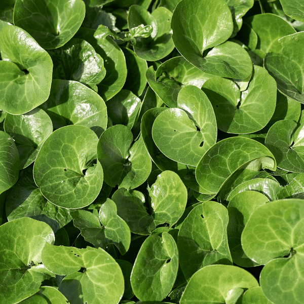 Entretien - Asaret (Asarum europaeum) : Guide pratique - La Green Touch