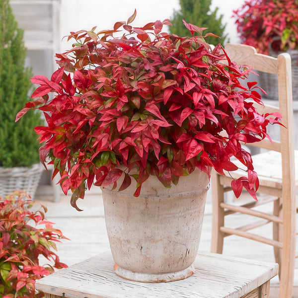 Entretien - Bambou Sacré (Nandina domestica) : Guide pratique - La Green Touch