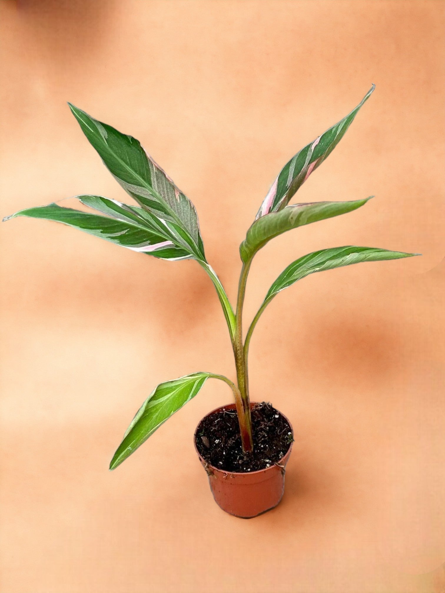 Entretien - Bananier Nono: Guide pratique - La Green Touch