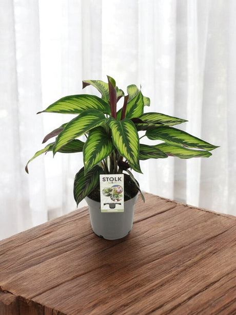 Entretien - Calathea Majestica: Guide pratique - La Green Touch
