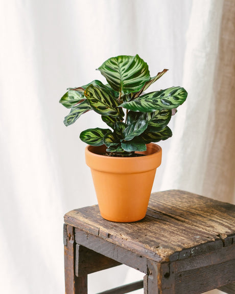 Entretien Calathea Makoyana - La Green Touch