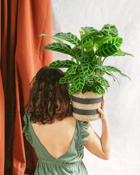 Entretien Calathea Zebrina - La Green Touch